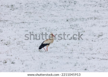 Similar – Image, Stock Photo A white stork surprised by winter looks for food in the snow in the Schmuttertal biotope near Augsburg