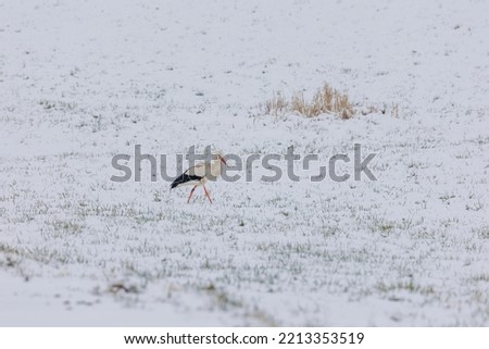 Similar – Image, Stock Photo A white stork surprised by winter looks for food in the snow in the Schmuttertal biotope near Augsburg