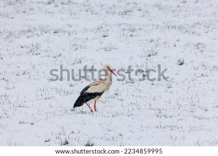 Similar – Image, Stock Photo A white stork surprised by winter looks for food in the snow in the Schmuttertal biotope near Augsburg