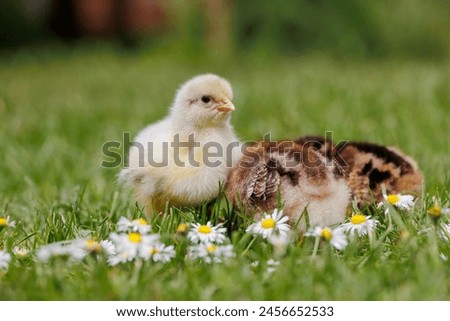 Similar – Image, Stock Photo Sundheimer chickens on a bench