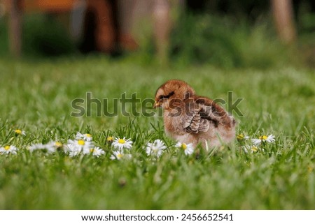 Similar – Image, Stock Photo Sundheimer chickens on a bench