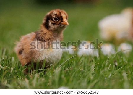 Similar – Image, Stock Photo Sundheimer chickens on a bench