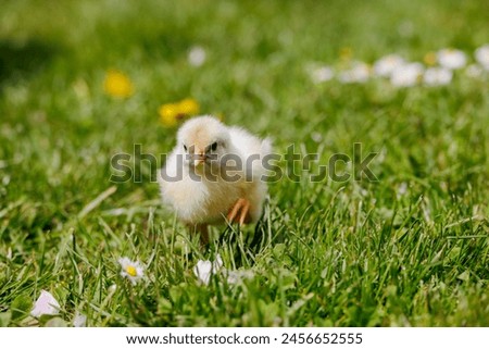 Similar – Image, Stock Photo Sundheimer chickens on a bench