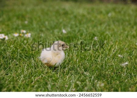 Similar – Image, Stock Photo Sundheimer chickens on a bench