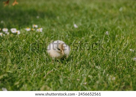 Similar – Image, Stock Photo Sundheimer chickens on a bench