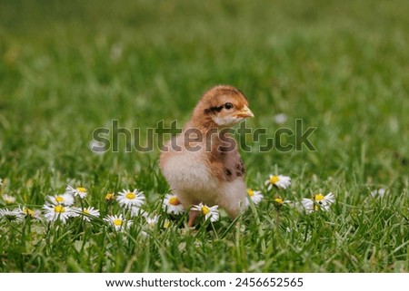 Similar – Image, Stock Photo Sundheimer chickens on a bench