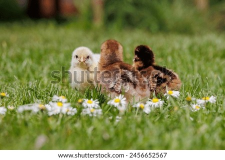 Image, Stock Photo Sundheimer chickens on a bench