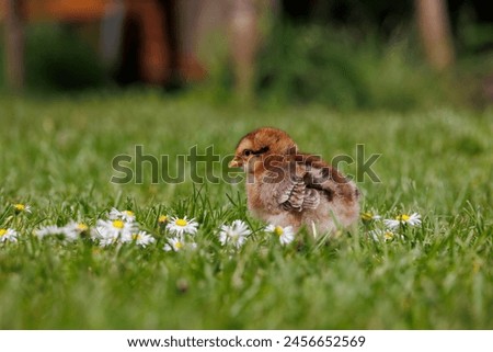 Similar – Image, Stock Photo Sundheimer chickens on a bench