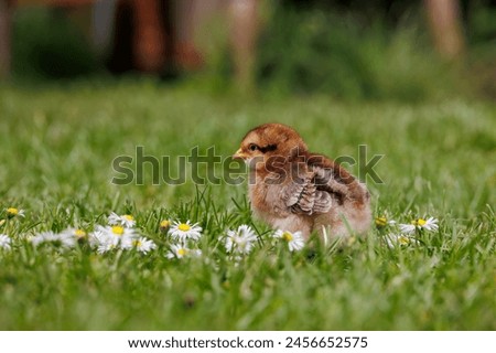 Similar – Image, Stock Photo Sundheimer chickens on a bench