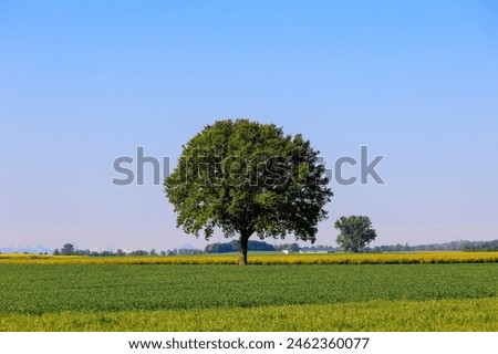 Similar – Foto Bild Ein alleinstehender Baum auf dem Hügel