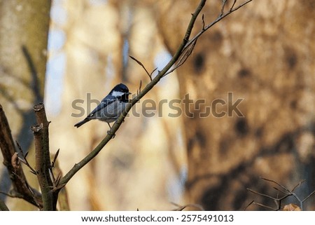 Foto Bild Badestelle ast baum berlin