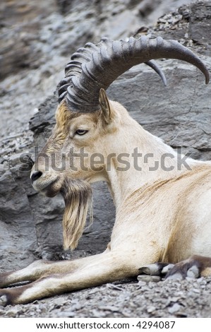 Portrait of West-Caucasian Ibex lying on rocky ground