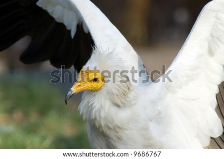 Portrait of a vulture bird with clapping wings