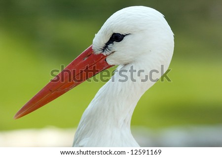 Portrait of a white stork with red beak