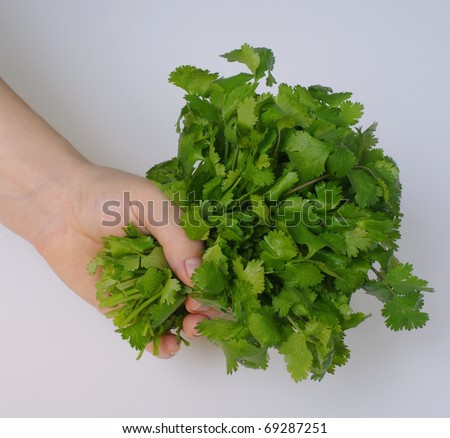 Hand holding bunch of cilantro, also called coriander or Chinese parsley, scientific name  Coriandrum sativum