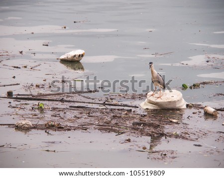 Wildlife On A Polluted River