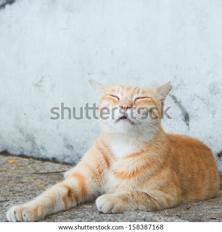 Striped purebred cat outdoor