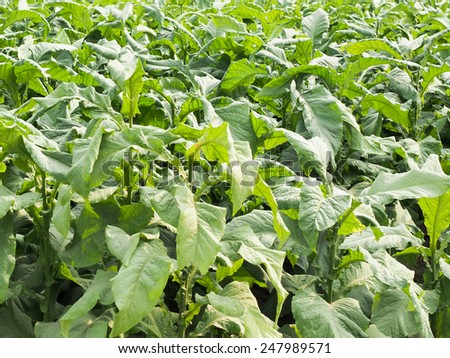 tobacco leaf field