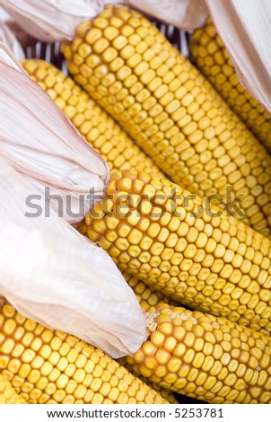 A pile of decroative Corn on a white background. perfect for the thanksgiving theme