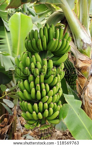 Banana plantation  - bunch of ripening bananas on tree, Canary islands