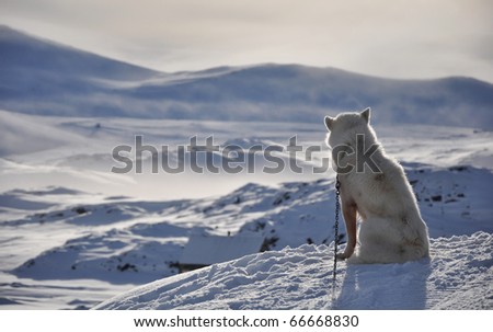 Sitting white dog in cold arctic winter, Kulusuk village, Greenland