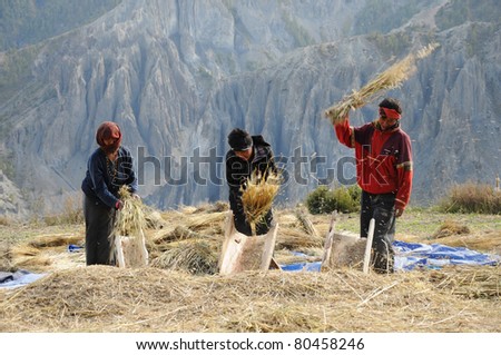 ANNAPURNA AREA, NEPAL - OCTOBER 1: Nepalese people process cereals harvest during the main season on the Annapurna trail on October 1, 2010 in Annapurina, Nepal. Majority of the local population are descendant of Tibetan.