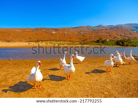 beautiful ducks beside the sea at Neimporios beach at Chora, the capital of Andros island in Greece