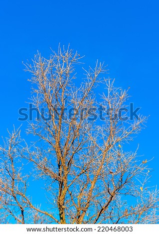 part of a beautiful tree with naked branches near Peleta village at southern Peloponnese in Greece