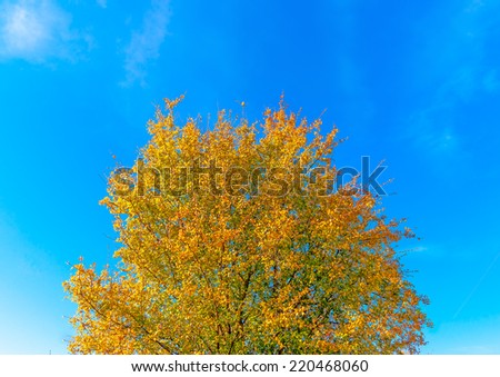 part of a beautiful tree with yellow leaves near Peleta village at southern Peloponnese in Greece