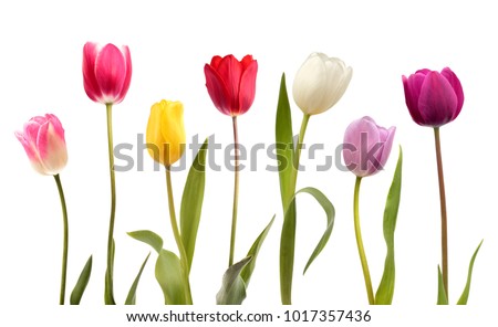 Similar – Image, Stock Photo Tulips in a different way