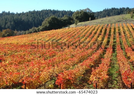 Sonoma California Vineyards Near Sebastopol. Winery and Vineyards of Sonoma Wine County