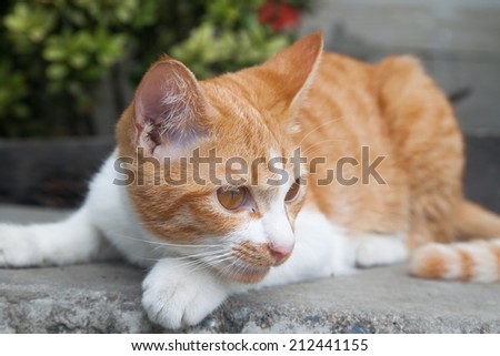 Cute cat relaxes outdoor