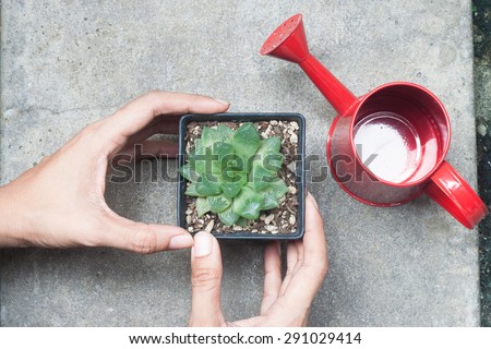 woman hands holding a pot of cactus