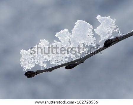 Snow melting on a tree branch