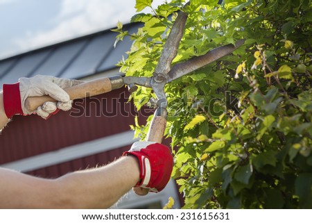 Gloved hands trimming a bush with worn scissors