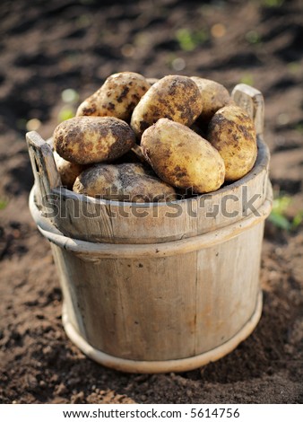 Autumn potatoes in an old wooden bucket. Short depth-of-field.