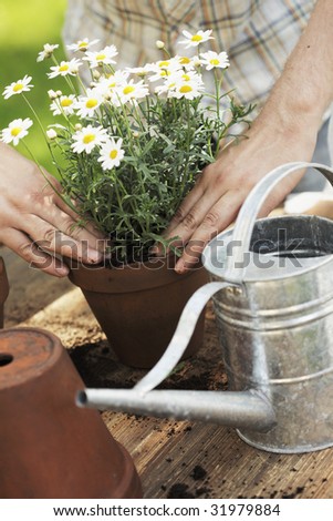 Hands putting white flowers in a pot