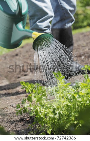 Watering parsley with a watering can