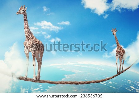 Managing risk big business challenges uncertainty concept. Two giraffes walking on dangerous rope high in sky as symbol of balance overcoming fear for goal success. Young entrepreneur corporate world