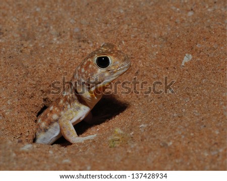 Barking Gecko out of his cover