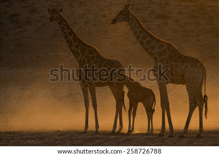 Giraffe sunrise