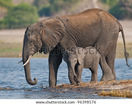 Elephant and calf trying to cross the Zambezi River