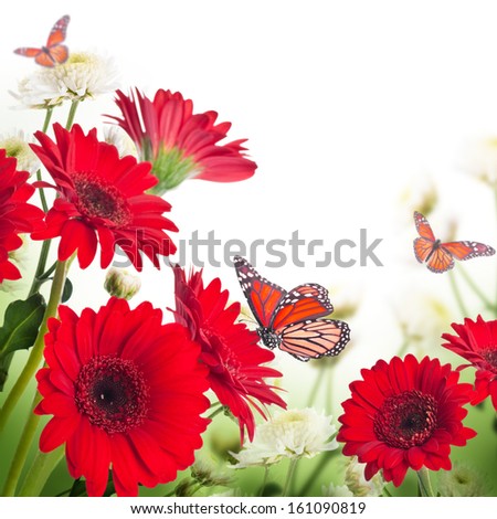 Multi-colored gerbera daisies and butterfly on a white background