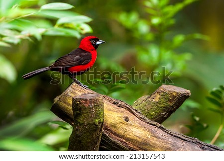 Red  bird sitting on a branch, wildlife