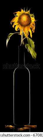 Similar – Image, Stock Photo Silhouette of withered sunflowers in front of evening sky, in the background blurred power poles