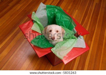 Cute yellow puppy popping out of a gift box isolated over a hardwood floor