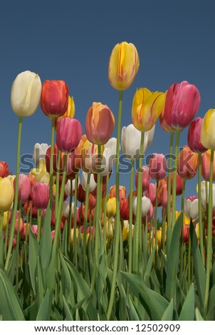 Tulip field with multi colored tulips in front of a blue sky