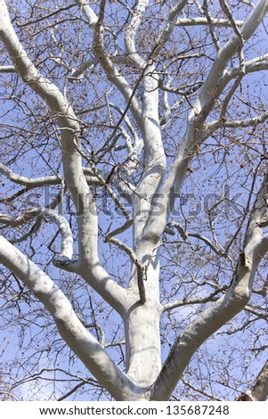 Crown of plane trees over blue sky