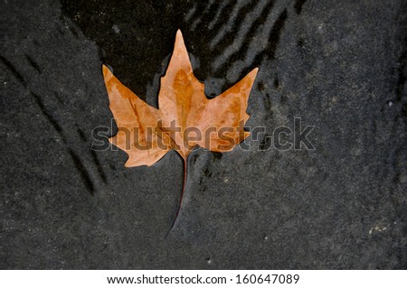 Gouache / watercolour painting of autumnal leaf