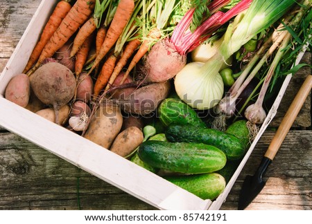 Harvest of fresh vegetables in a white box in the garden